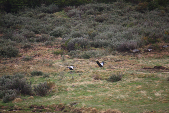 Ushuaia, Ibis