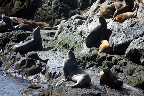 Ushuaia, Otaries, los Lobos