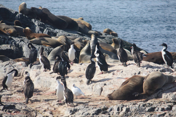 Ushuaia, Cormorans