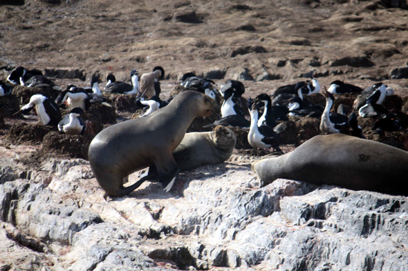 Ushuaia, Otaries, isla de Los Lobos