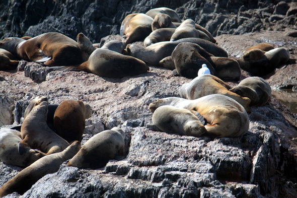 Los Lobos, Ushuaia, Otaries