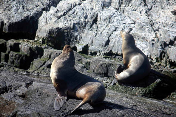 Ushuaia, Otaries, canal de Beagle