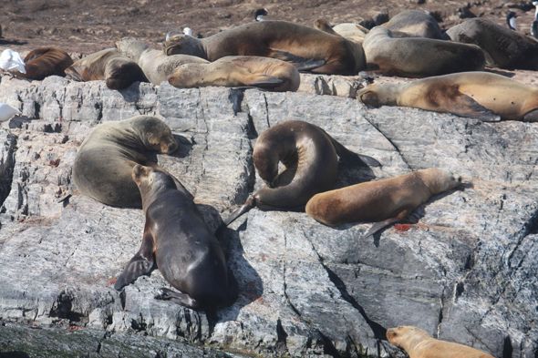 Canal de Beagle, Ushuaia, Otaries