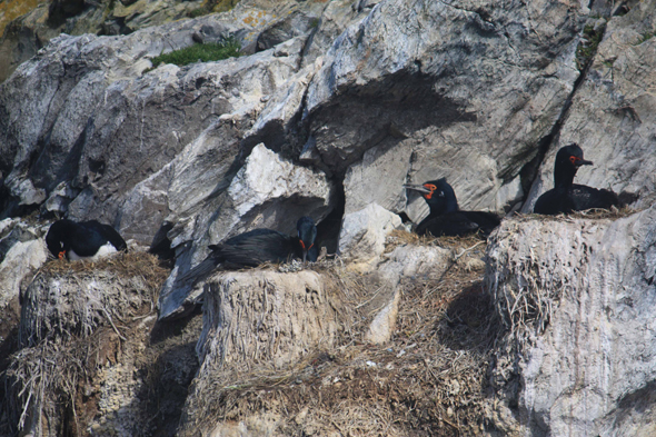 Ushuaia, Cormorans, canal de Beagle