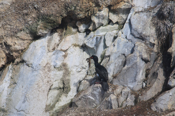 Ushuaia, Argentine, Cormorans