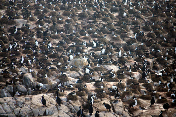 Ushuaia, canal de Beagle, Cormorans