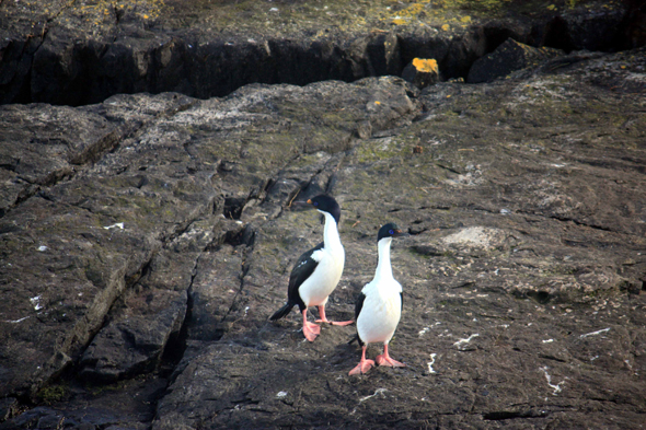 Canal de Beagle, Ushuaia, Cormorans