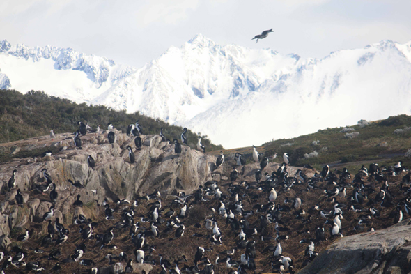 Argentine, Ushuaia, Cormorans