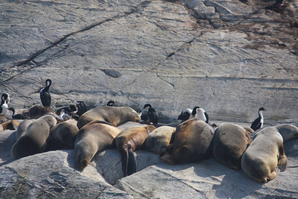 Ushuaia, Canal de Beagle, Otaries