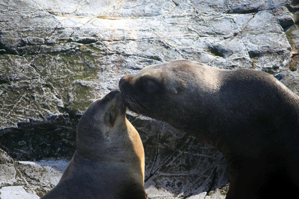 Ushuaia, Canal de Beagle, Argentine, Otaries