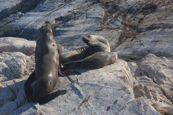 Ushuaia, Otaries, vue