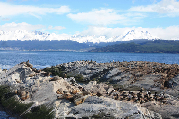 Ushuaia, Otaries, Argentine, Canal de Beagle