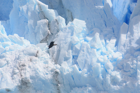 Des condors au Perito Moreno, Argentine