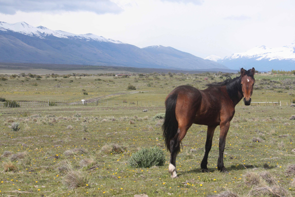 Un cheval dans une hacienda en Patagonie