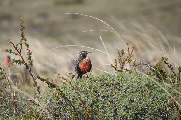 Patagonie, une sturnelle australe