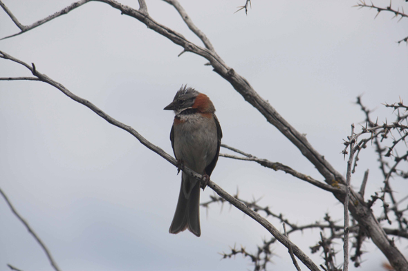 Patagonie, Oiseau