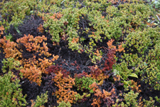 Lichens de la Terre de Feu