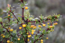 Fleurs du parc Tierra del Fuego