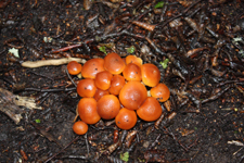Champignons du parc Tierra del Fuego