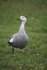 Oie du parc Tierra del Fuego