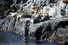 Lions de mer de Terre de Feu