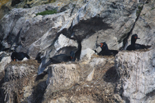 Cormorans de Terre de Feu