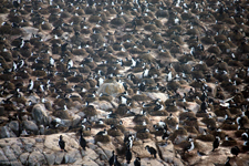 Colonie de cormorans