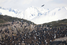 Cormorans d'Ushuaia