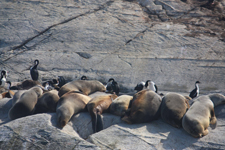 Otaries du canal Beagle