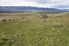 Steppe de Patagonie