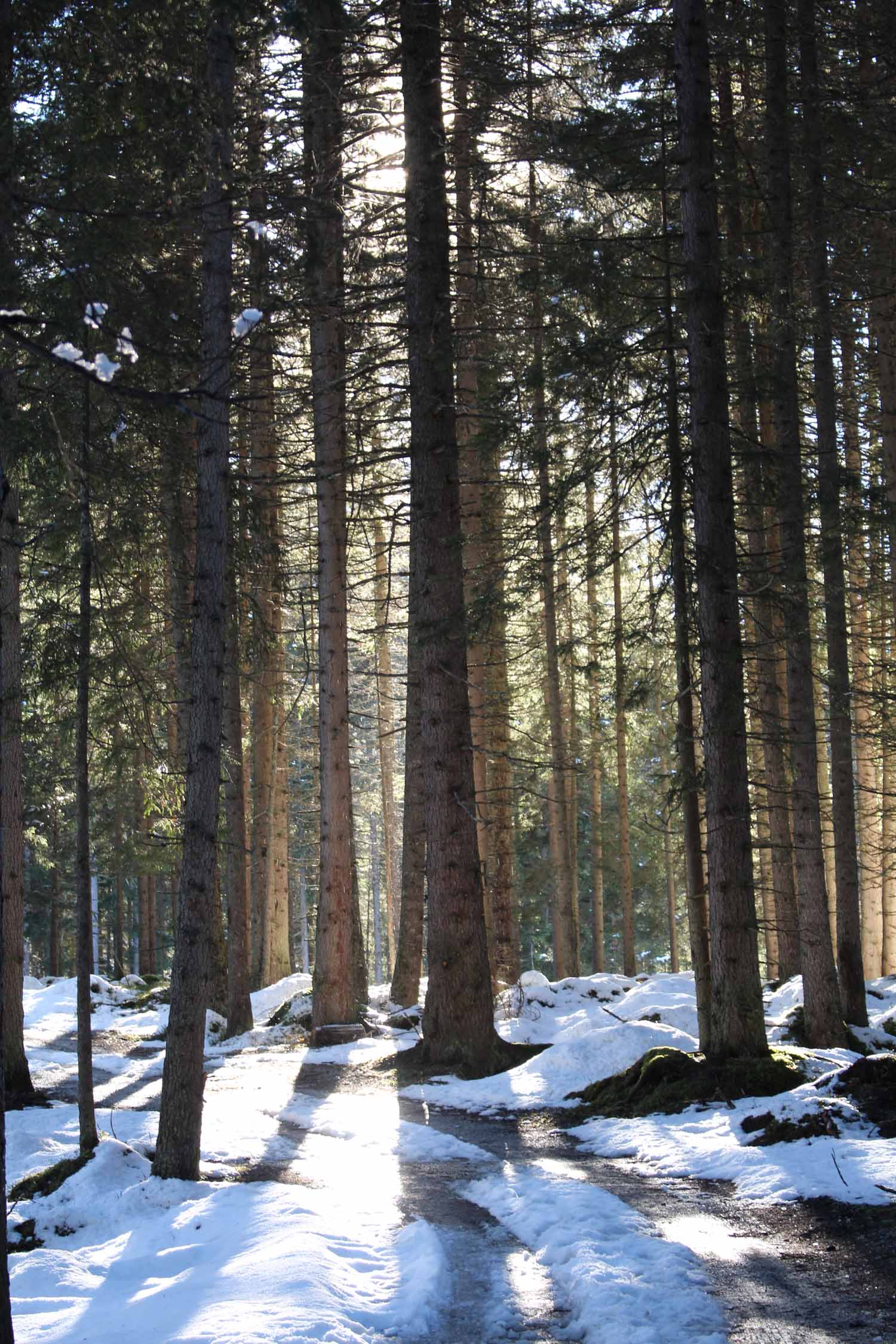 Neige et forêt dans la vallée de Stubaital