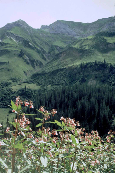 Paysage près de Warth