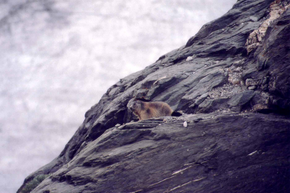 Grossglockner, une marmotte près du glacier de Pasterze