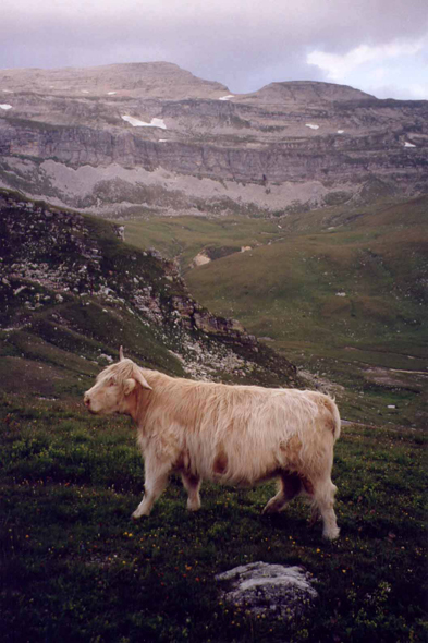 Grossglockner, Vache