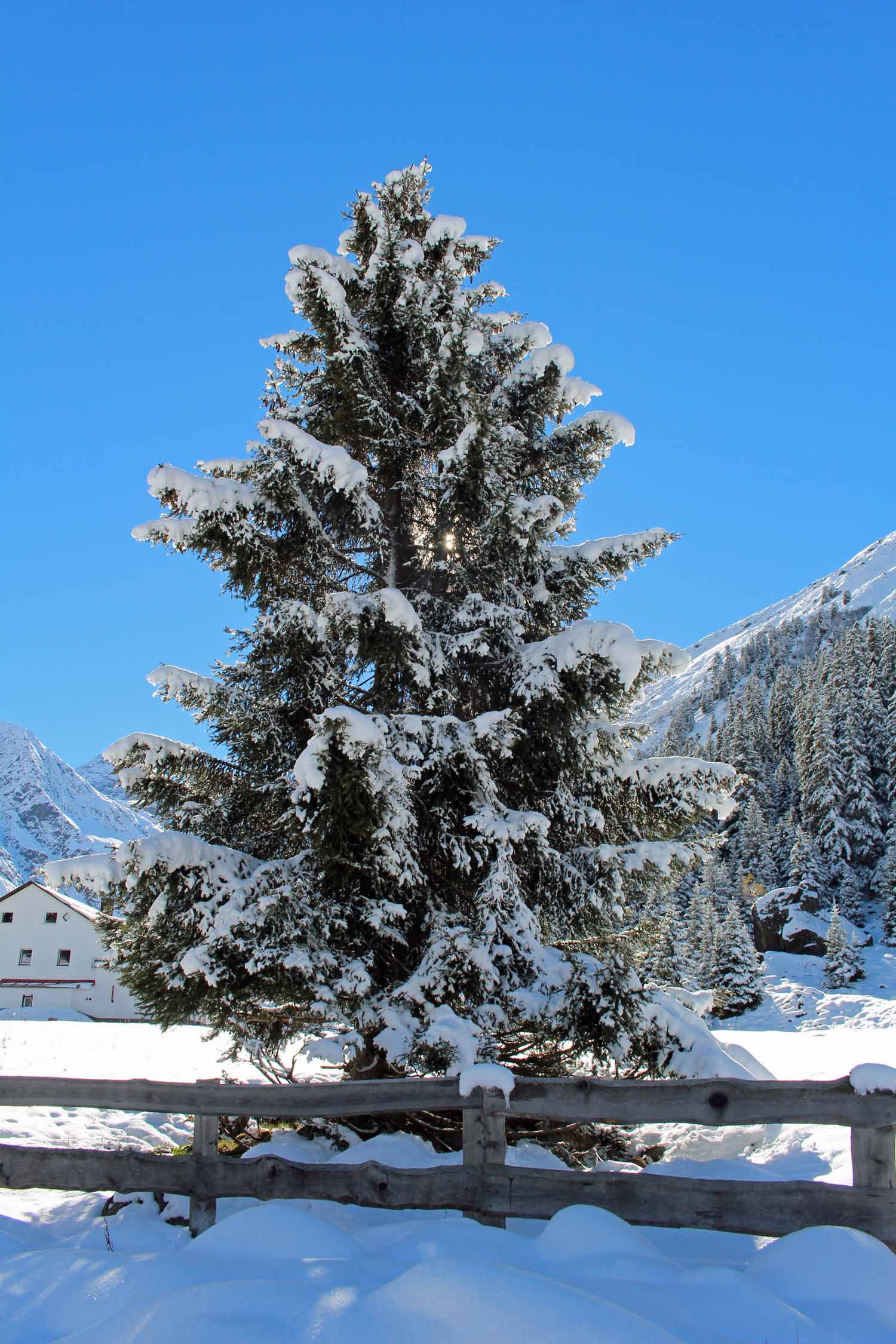 Sapins et neige au Tyrol