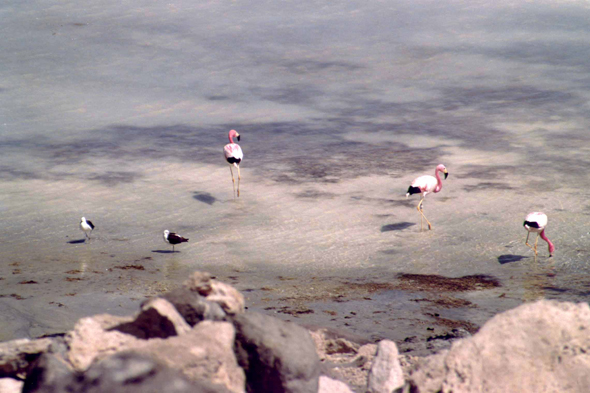 Des flamants roses dans la Laguna Blanca