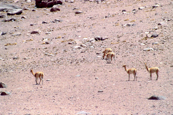 Des vigognes en Bolivie