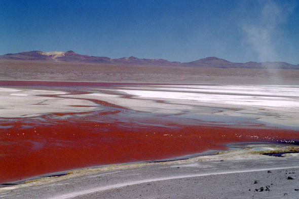 La coloration rouge de la Laguna Colorada