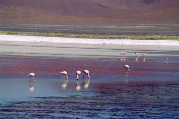 Bolivie, les flamants de la Laguna Colorada