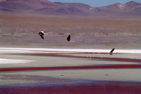 Laguna Colorada, vol de flamants