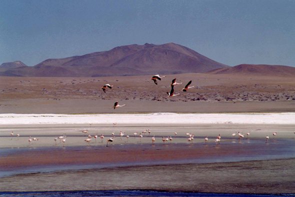 Bolivie, paysage de la Laguna Colorada
