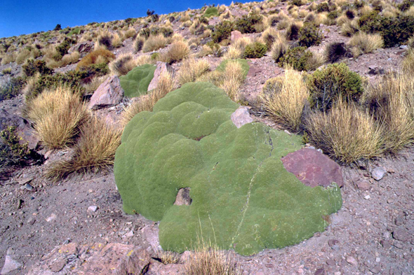 La plante llareta