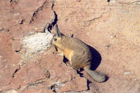 Le rongeur viscacha