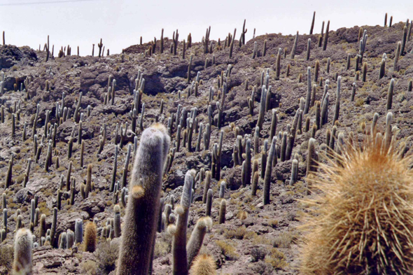 Les cactus de la Isla de los Pescadores