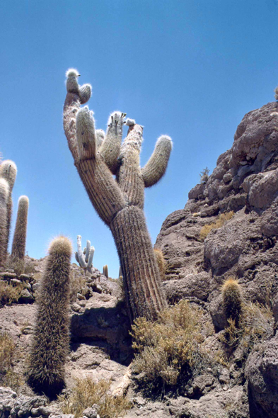 Isla de los Pescadores, cactus géant