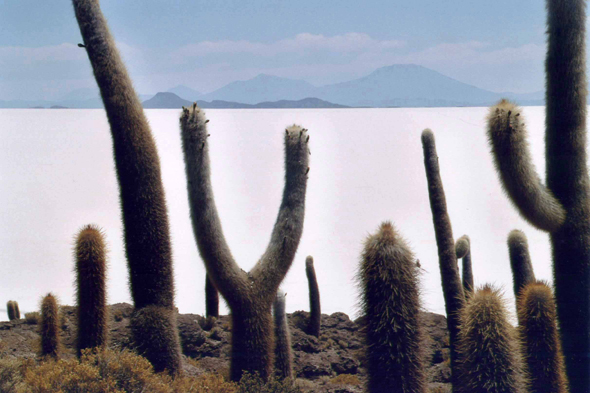 Isla de los Pescadores dans l'altiplano, Bolivie