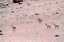 Vigognes de l'Altiplano