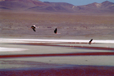 Flamants au-dessus de Laguna Colorada