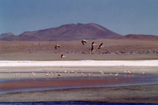 Paysage de la Laguna Colorada