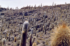 Cactus de l'Isla de los Pescadores